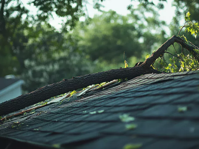 Fallen tree branch on roof